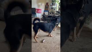 Sibling rivalry One toy dominance rottsky doglover doglife ontario canada kong [upl. by Dibbell574]