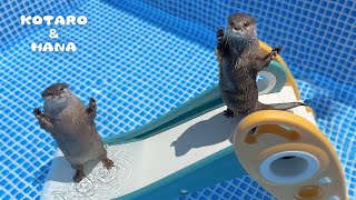 新しくなったプールとすべり台にカワウソが大喜びしてブチギレる・・！！ Otters Ready to Make a Splash in New Pool [upl. by Sam]