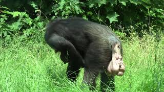 chimps are greeting swela well advanced in pregnancy [upl. by Enobe]