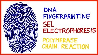 DNA Fingerprinting Gel Electrophoresis Polymerase Chain Reaction PCR [upl. by Ailehc166]