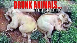 DRUNK ANIMALSTHE MAGIC OF MARULA I ANIMALS ON A HIGH  DRUNK ELEPHANTS  PARTY ANIMALS  CHEERS [upl. by Nai840]