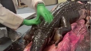 Florida python eats gator More than a viral video [upl. by Nauqit]