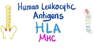 Human Leukocytic Antigen HLA  Major Histocompatibility Complex MHC  Immune System [upl. by Guarino]