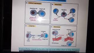 Intercellular Signaling part 2 [upl. by Arbrab]