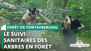 Le suivi sanitaire des arbres en forêt  Forêt de Fontainebleau [upl. by Irdua329]