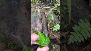 pantawiduhaw sa bundok survival naturalspring mountains [upl. by Eycal685]