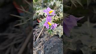 Silverleaf Nightshade nightshade poisonousplants beautiful flowers nature travel love shorts [upl. by Omrellug788]