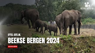 Beekse Bergen 2024 BeekseBergen [upl. by Hulbig783]