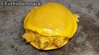 rForbiddensnacks  cheesy omlette turtle [upl. by Oicatsana]