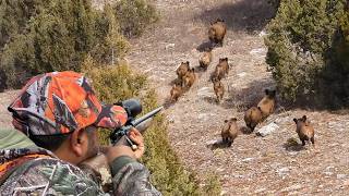 20 Amazing Wild Boar Hunts in 12 Minutes Breathtaking Moments HOG Invasion hunting wildboar [upl. by Midas873]