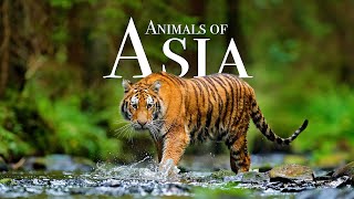 Animals of Asia 4K  Scenic Wildlife Film With Calming Music [upl. by Grory]