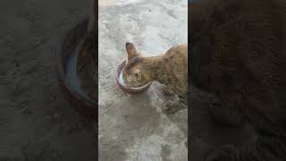 baby cat drinking milk [upl. by Jarrow]