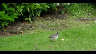 Oyster Catcher And Chick On Visit To My Cottage Garden Scone By Perth Perthshire Scotland [upl. by Yenal]