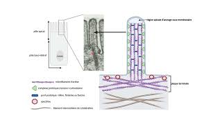 Organisation des microfilaments dactine dans les microvillosités [upl. by Gabbey]