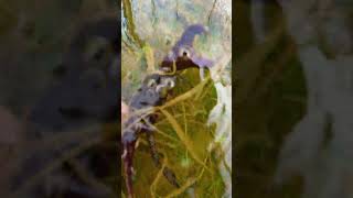 Beautiful freshwater crab in the flood area  Catch crab by hand  crabhunter nature freshwater [upl. by Homerus]