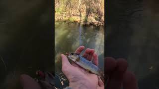 Brown trout from 10 feet in the air trouts trending trout troutfishing fishing [upl. by Blanchette]