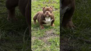 WHAT SHOULD HER NAME BE  American bully veneno blood 🩸🦍 puppies doglover amercianbully [upl. by Hoppe]