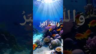 Beautiful zikr trending shorts youtubeshorts [upl. by Ihsir]