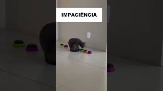 Uma nova emoção 😂gatos gatofalante gatoquefala trigatos explorer divertidamente2 theycantalk [upl. by Thatcher]