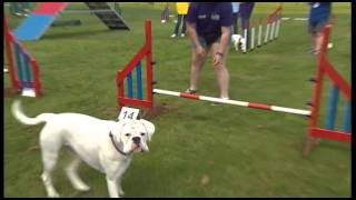 Young Kennel Club  Summer Camp 2012 [upl. by Repooc]