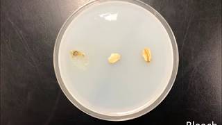 The Chemotaxis of Physarum Polycephalum [upl. by Lyda]