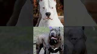 pitbull vs dogo argentino cane corso youtubeshorts [upl. by Eemia]