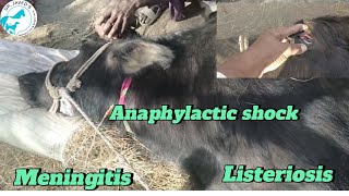 Anaphylactic shockmeningitisTrypanosomiasis treatment in buffalo [upl. by Idnic]