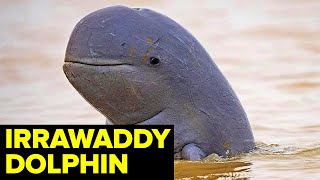 The RAREST Dolphin In The World — ENDANGERED River Dolphin [upl. by Bessy]