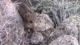 Baby Javelina [upl. by Luanni]