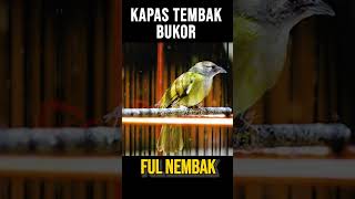 KAPAS TEMBAK BUKA EKOR FUL NEMBAK [upl. by Trebron]