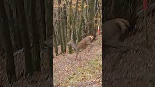 Belle biche au saut de lallée en battue  chasse battue belgique [upl. by Onahpets]