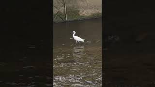 境川で奇跡の共演 野鳥 境川 水遊び 町田市 相模原市 相模原市南区 おださが不動産 [upl. by Cherise291]