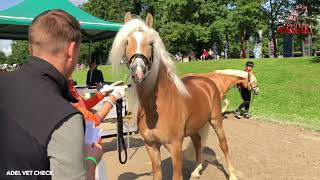 Floor rijdt met onze haflinger Nachtwind 75 op het EK [upl. by Nialb400]