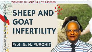 Sheep and Goat Infertility Causes and Solutions [upl. by Enilada]