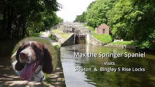 Skipton and Bingley Five Rise Locks with Max the Springer Spaniel [upl. by Sesmar610]