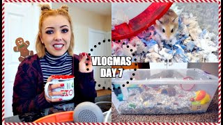 I GOT A NEW HAMSTER  Meet my new Roborovski Hamster  Vlogmas [upl. by Asihtal]