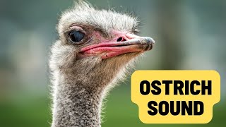 Ostrich sounds  What sound does an ostrich make [upl. by Waterman]