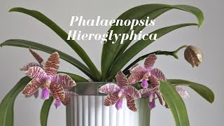 Species Spotlight  Phalaenopsis Hieroglyphica Orchid  5 Minute Care amp Culture Easy Growing Orchid [upl. by Anauqes636]