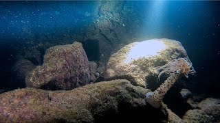 Buceo Nocturno Radazul Tenerife [upl. by Deborath858]