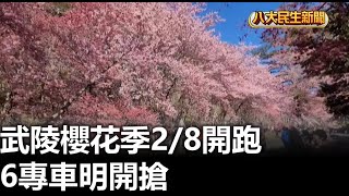 武陵櫻花季28開跑 6專車明開搶 【民生八方事】 2024010202 gtvnews27 [upl. by Nilyram]