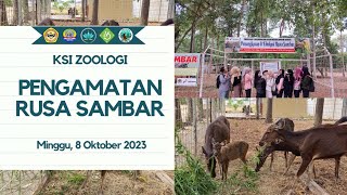 Pengamatan Rusa Sambar KSI Zoologi 2023 [upl. by Nnagem]