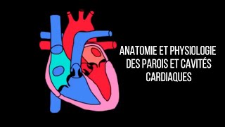 Anatomie et physiologie des parois et cavités cardiaques [upl. by Ahselat646]