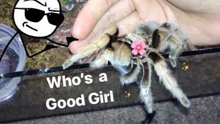 MEET all my FRIENDLY TARANTULAS  Best beginner tarantula [upl. by Carmel]