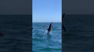 Swim with Dolphins in Hurghada Red Sea Egypt egypt hurghadatours hurghada [upl. by Bridie432]