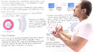 Liposomes Lipid vesicles [upl. by Monahan]