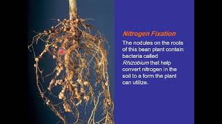 5th compr Viedo 5 bioinorgani Nitrogen Fixation [upl. by Ylas]