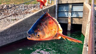 I Caught a RARE New Species in this DEEP Spillway [upl. by Churchill]