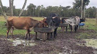 Sítio paraíso mano chamando o gado [upl. by Bagley]