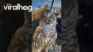 Animal Caretaker Checks On Rescued Owl  ViralHog [upl. by Aietal]