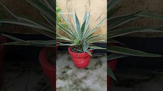 Agave angustifolia baby plant propagationshortvideo gardening [upl. by Atsirt28]